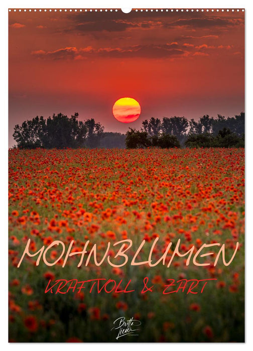 Mohnblumen - kraftvoll und zart (CALVENDO Wandkalender 2024)