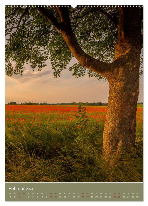 Coquelicots - puissants et délicats (calendrier mural CALVENDO 2024) 