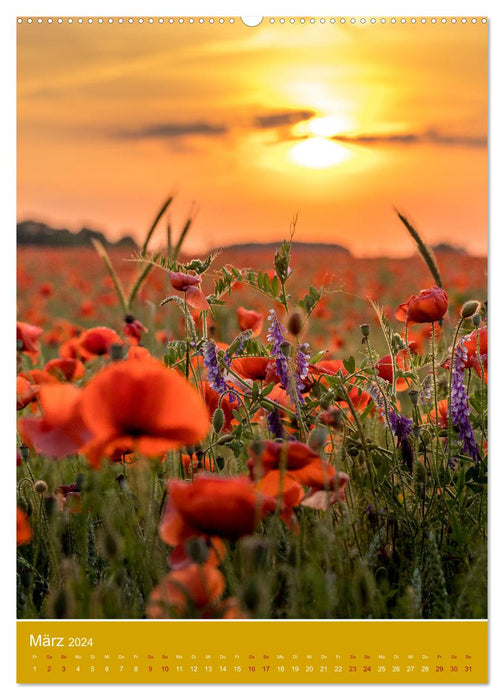 Coquelicots - puissants et délicats (calendrier mural CALVENDO 2024) 