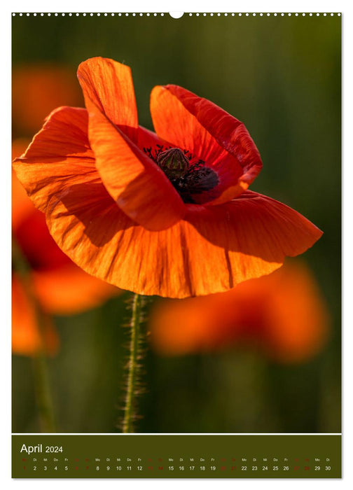 Coquelicots - puissants et délicats (calendrier mural CALVENDO 2024) 