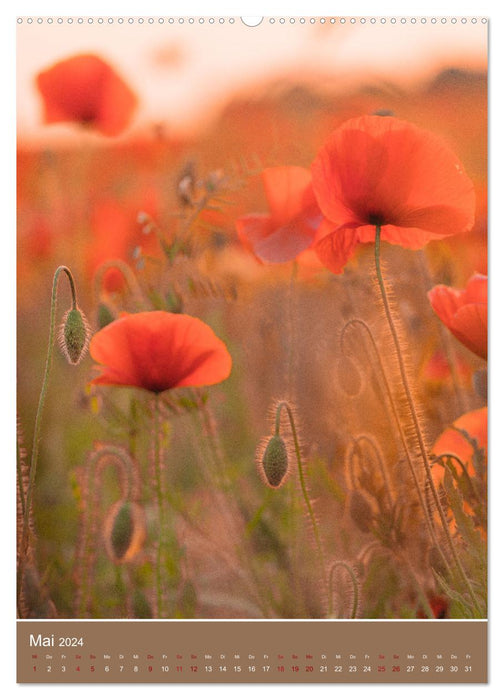 Coquelicots - puissants et délicats (calendrier mural CALVENDO 2024) 