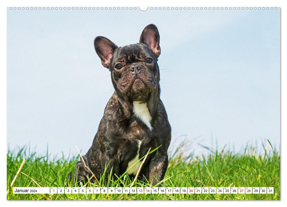 Französische Bulldogge - Kleine Helden auf vier Pfoten (CALVENDO Premium Wandkalender 2024)