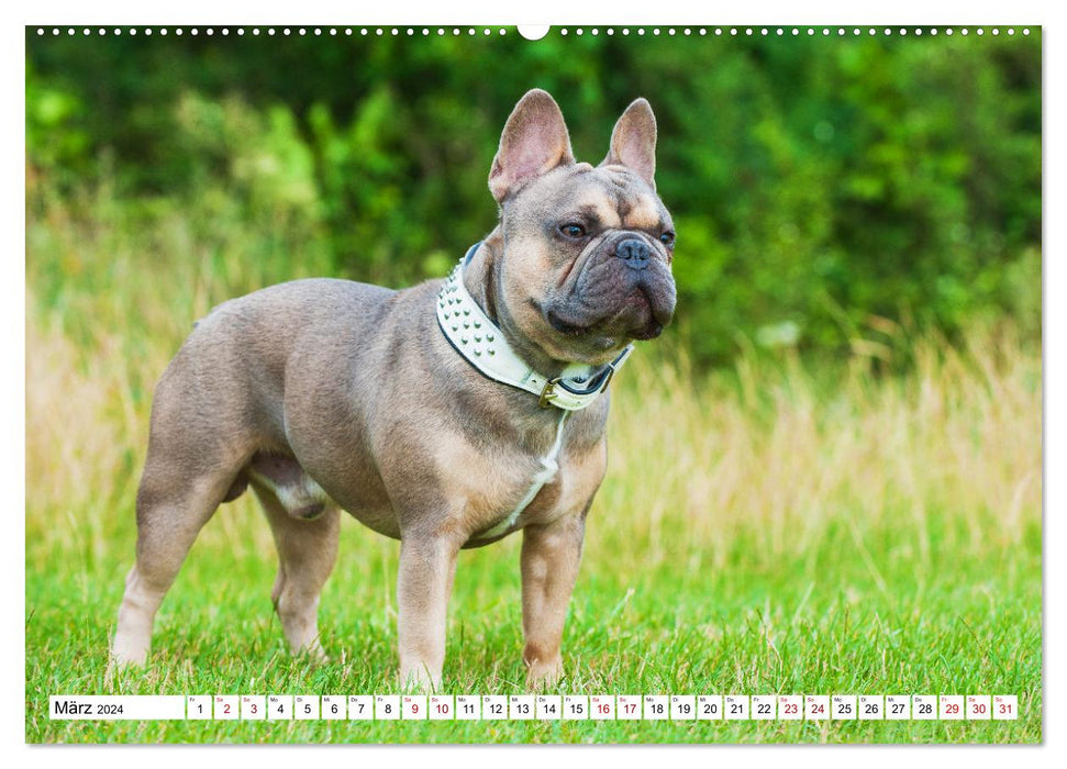 Französische Bulldogge - Kleine Helden auf vier Pfoten (CALVENDO Premium Wandkalender 2024)