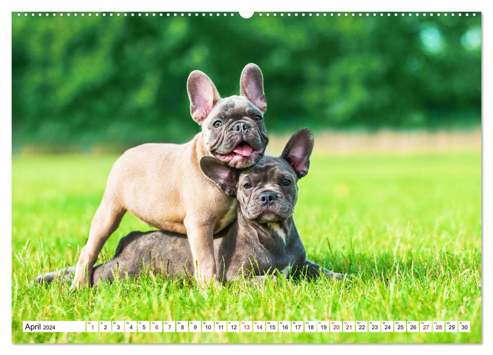 Bouledogue français – Petits héros sur quatre pattes (Calvendo Premium Wall Calendar 2024) 