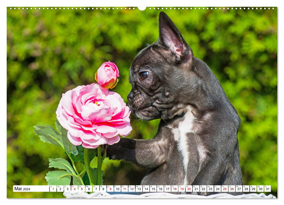 Bouledogue français – Petits héros sur quatre pattes (Calvendo Premium Wall Calendar 2024) 