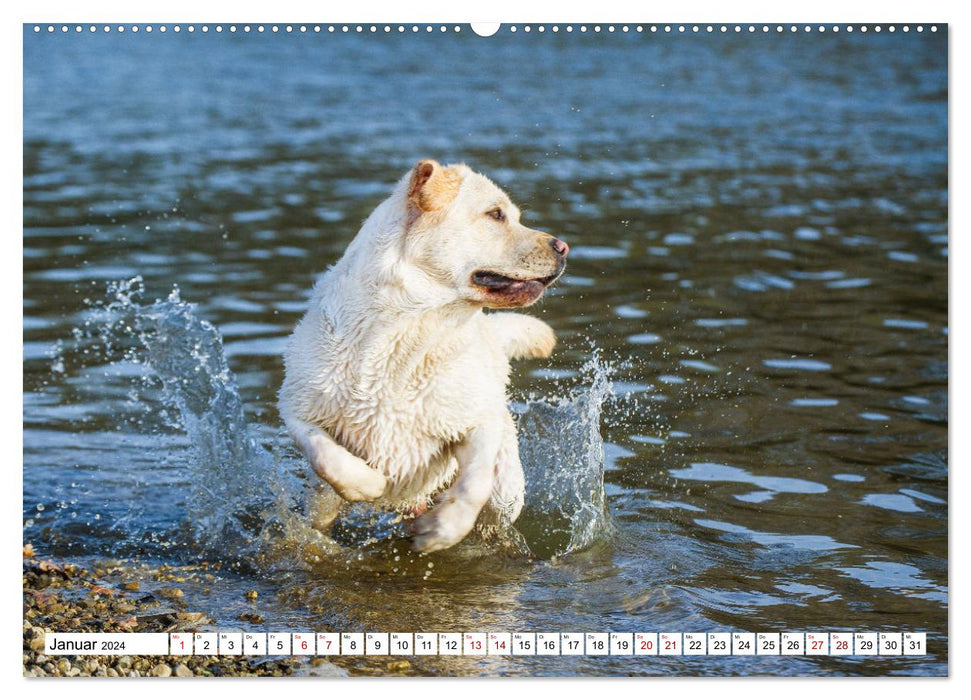 Labrador Retriever - Un ami pour la vie (Calendrier mural CALVENDO Premium 2024) 