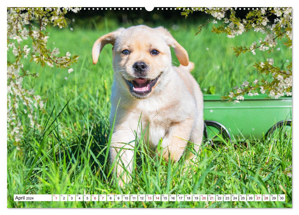 Labrador Retriever - Ein Freund für´s Leben (CALVENDO Premium Wandkalender 2024)