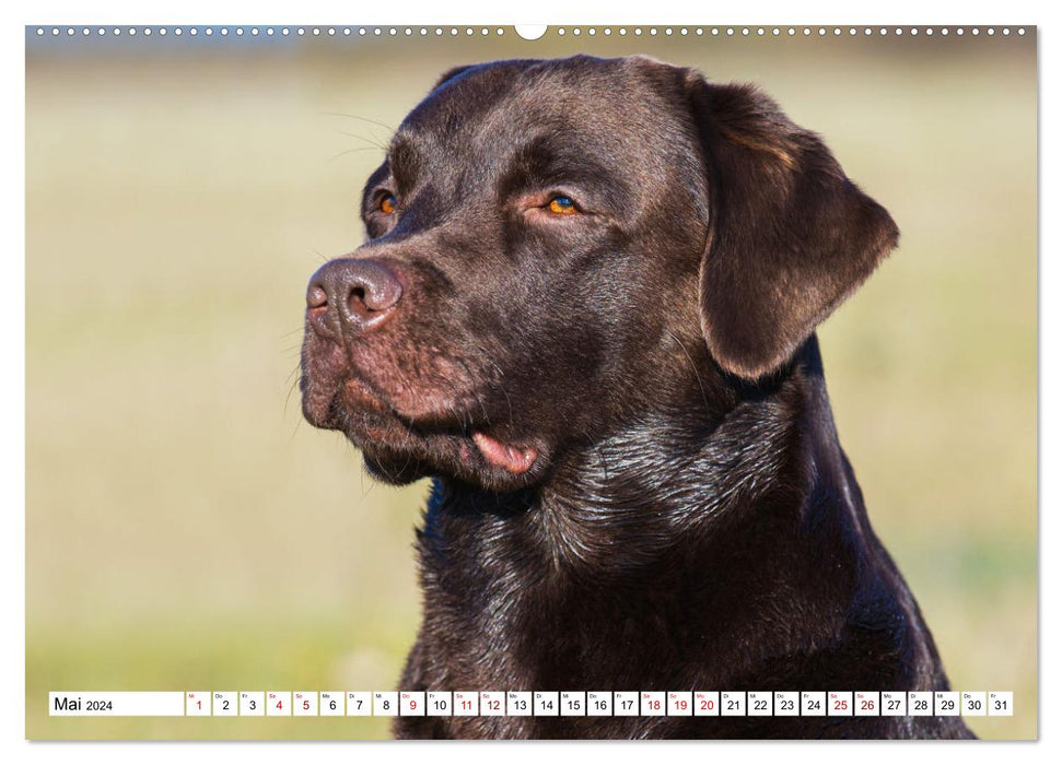 Labrador Retriever - Un ami pour la vie (Calendrier mural CALVENDO Premium 2024) 