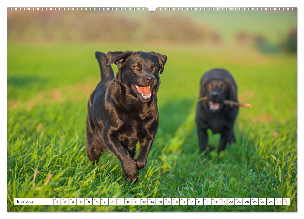 Labrador Retriever - Un ami pour la vie (Calendrier mural CALVENDO Premium 2024) 