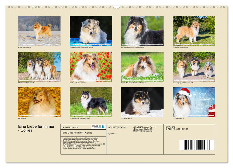 Un amour pour toujours - Collies (Calendrier mural CALVENDO Premium 2024) 