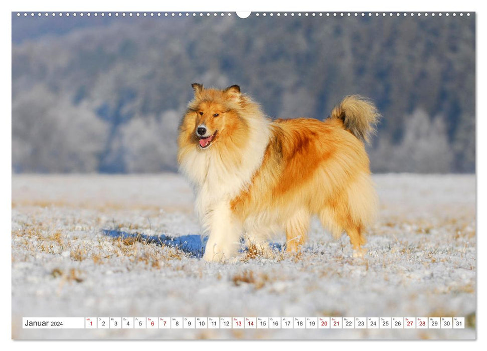 Un amour pour toujours - Collies (Calendrier mural CALVENDO Premium 2024) 