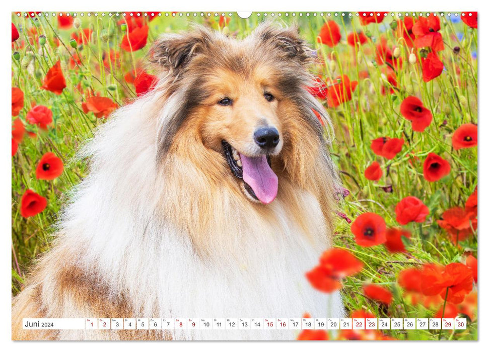 Eine Liebe für immer - Collies (CALVENDO Premium Wandkalender 2024)