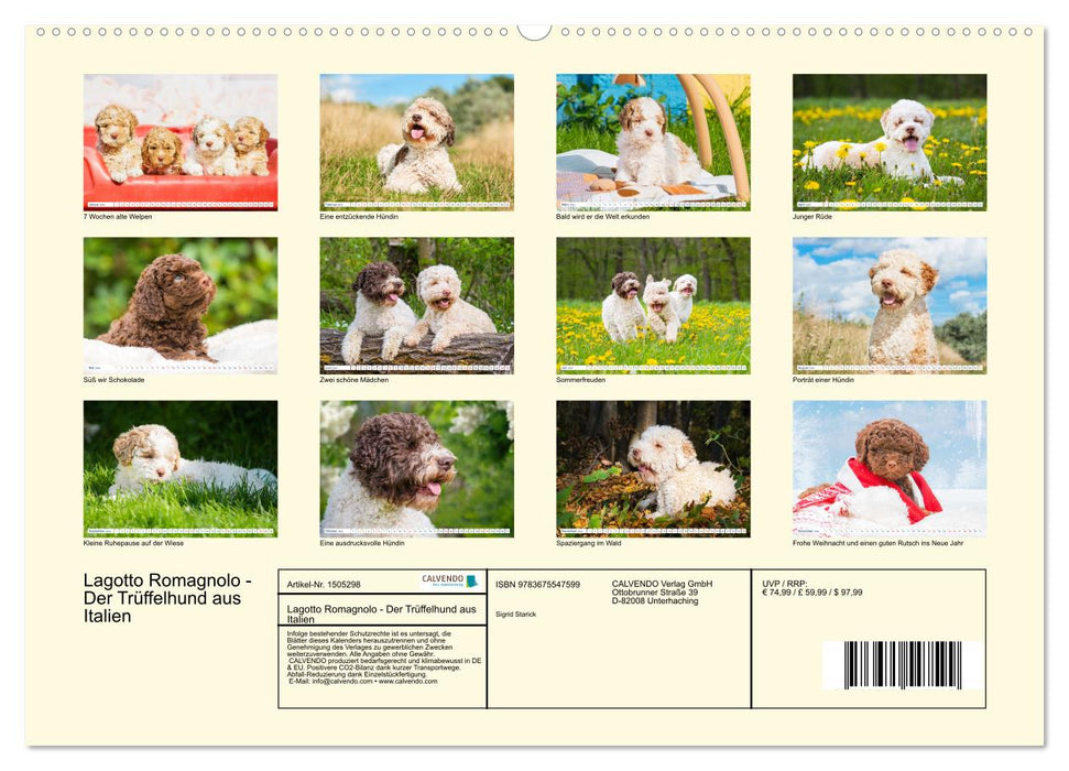 Lagotto Romagnolo - Le chien truffier d'Italie (Calendrier mural CALVENDO Premium 2024) 