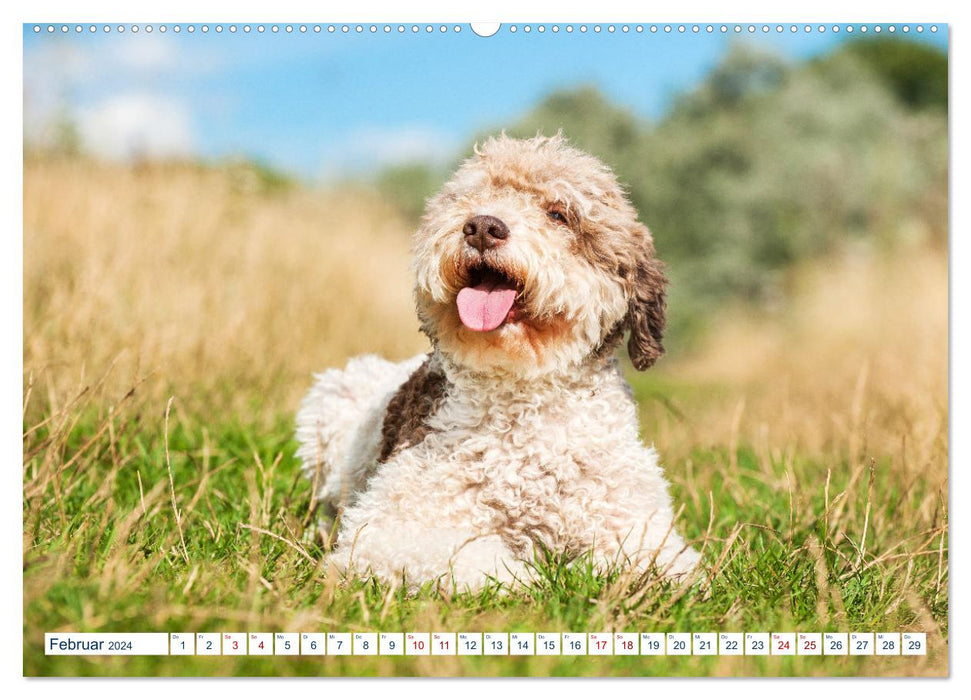 Lagotto Romagnolo - Le chien truffier d'Italie (Calendrier mural CALVENDO Premium 2024) 