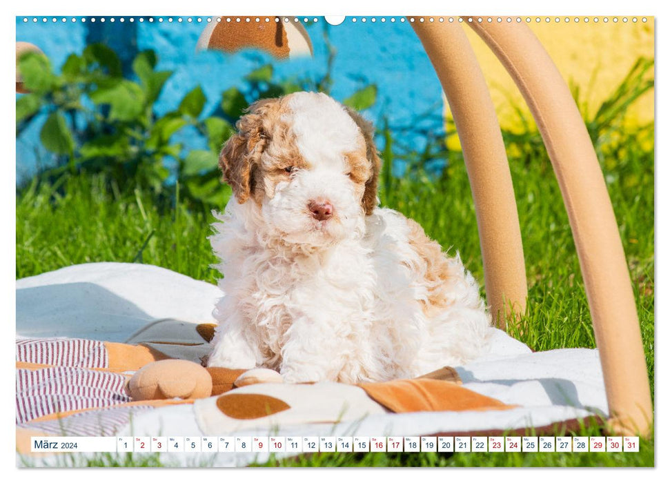 Lagotto Romagnolo - Le chien truffier d'Italie (Calendrier mural CALVENDO Premium 2024) 