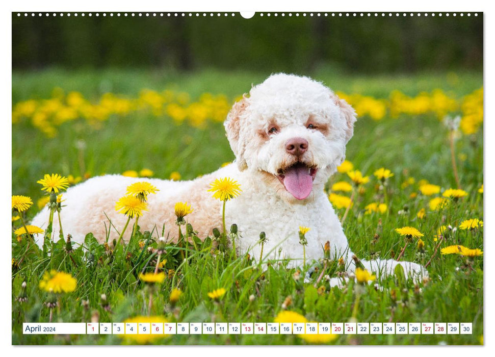 Lagotto Romagnolo - Le chien truffier d'Italie (Calendrier mural CALVENDO Premium 2024) 