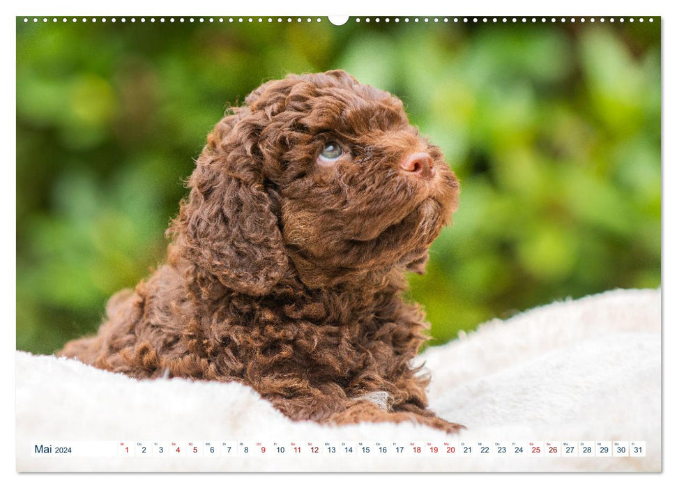 Lagotto Romagnolo - Le chien truffier d'Italie (Calendrier mural CALVENDO Premium 2024) 