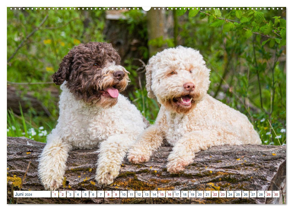 Lagotto Romagnolo - Le chien truffier d'Italie (Calendrier mural CALVENDO Premium 2024) 