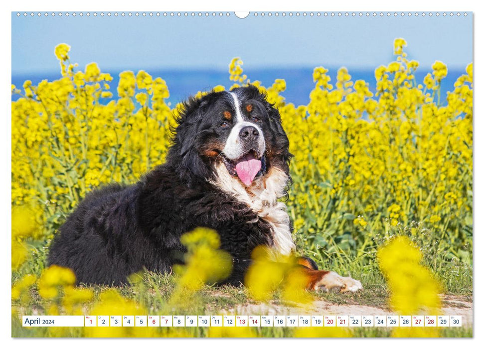 Berner Sennenhund - Ein Traum auf vier Pfoten (CALVENDO Premium Wandkalender 2024)