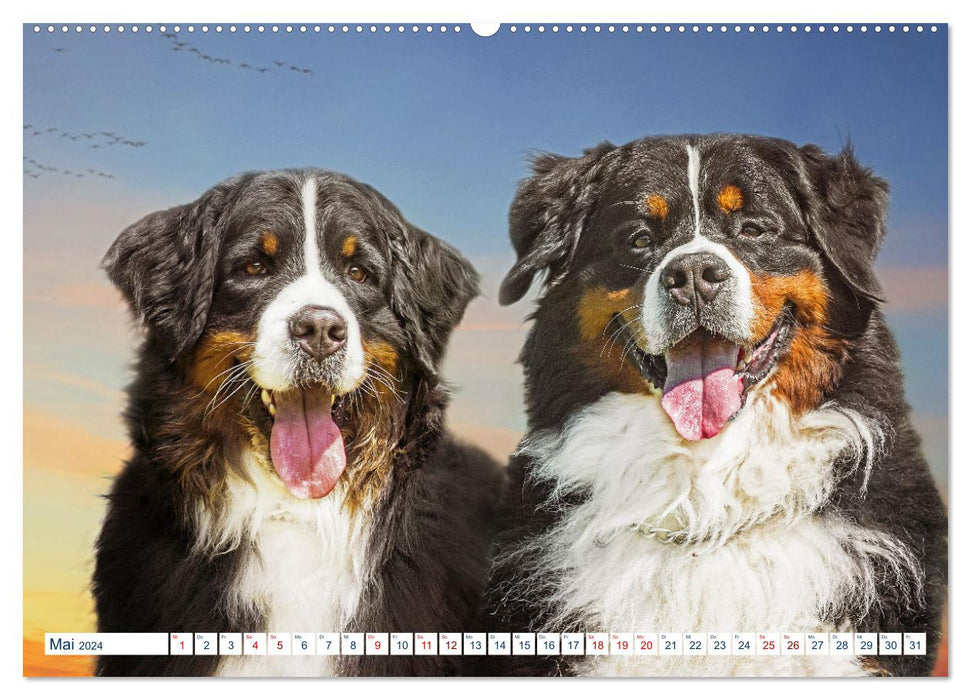 Berner Sennenhund - Ein Traum auf vier Pfoten (CALVENDO Premium Wandkalender 2024)