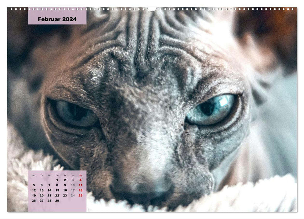 Sphinx. Grazile und anmutige Nacktkatzen (CALVENDO Premium Wandkalender 2024)