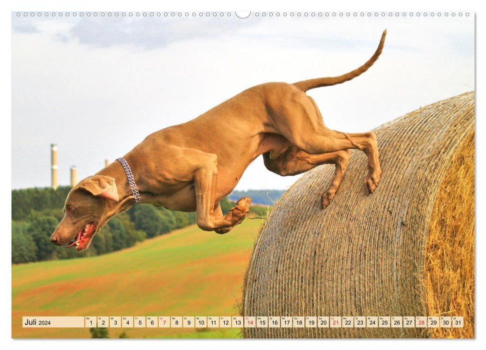 Weimaraner. Edel, elegant und klug (CALVENDO Premium Wandkalender 2024)