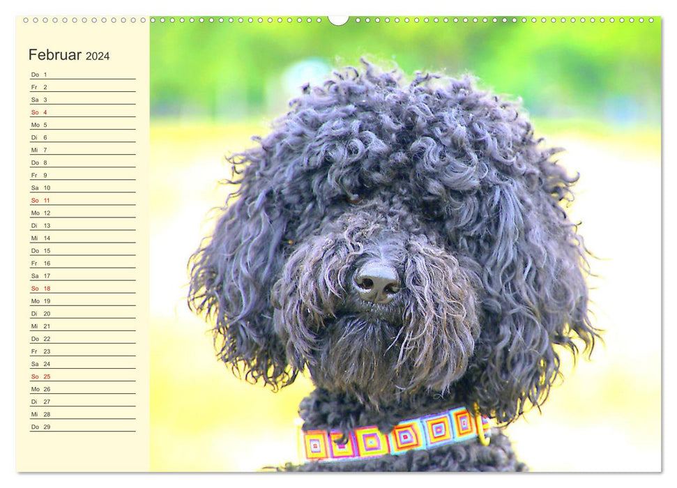 Pudel. Lustige Allrounder im Wollfell (CALVENDO Premium Wandkalender 2024)