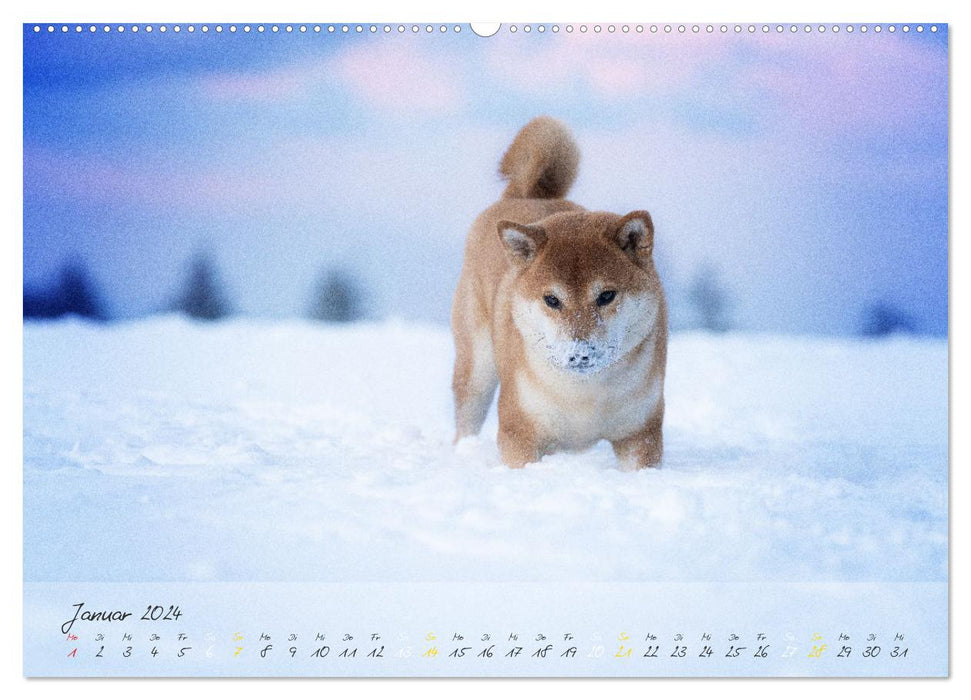 Shiba Inu – courageux, loyal, sûr de lui (Calvendo Premium Wall Calendar 2024) 