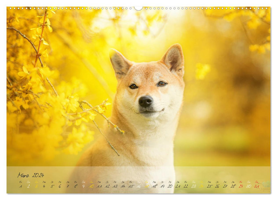 Shiba Inu – courageux, loyal, sûr de lui (Calvendo Premium Wall Calendar 2024) 