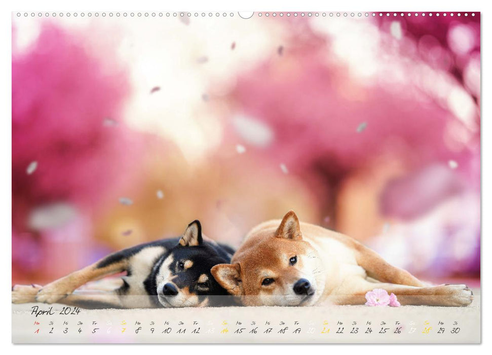 Shiba Inu – courageux, loyal, sûr de lui (Calvendo Premium Wall Calendar 2024) 