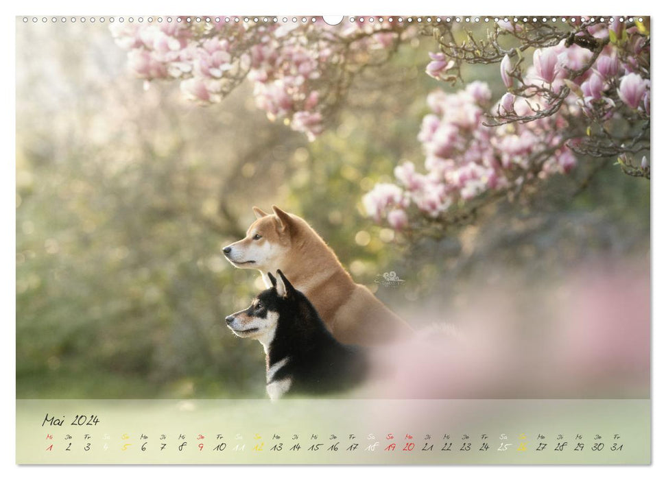 Shiba Inu – courageux, loyal, sûr de lui (Calvendo Premium Wall Calendar 2024) 