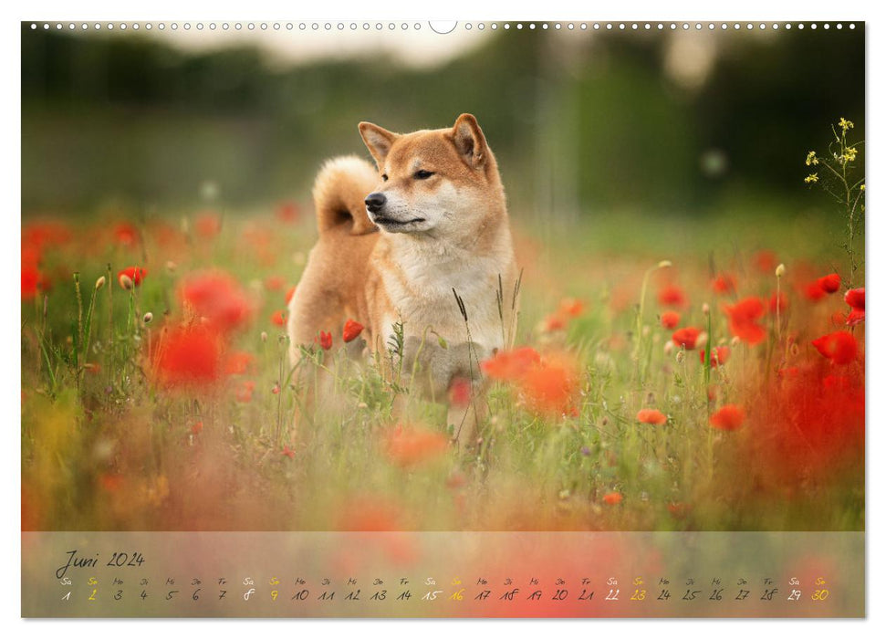 Shiba Inu - mutig, treu, selbstbewusst (CALVENDO Premium Wandkalender 2024)