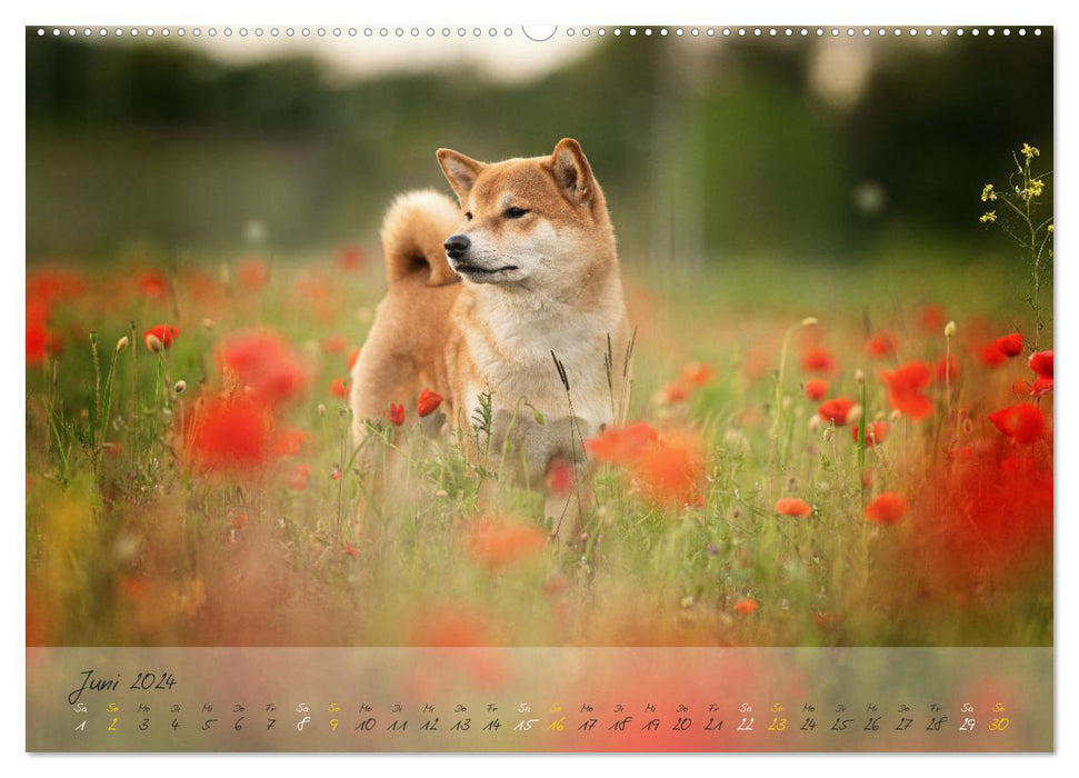 Shiba Inu – courageux, loyal, sûr de lui (Calvendo Premium Wall Calendar 2024) 