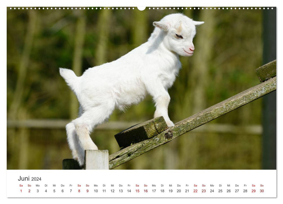 Enfants de chèvre (Calvendo Premium Calendrier mural 2024) 