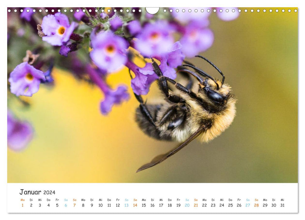 Bee Beautiful - Le monde fantastique des abeilles (Calendrier mural CALVENDO 2024) 