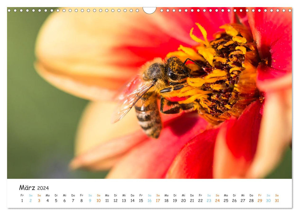 Bee Beautiful - Le monde fantastique des abeilles (Calendrier mural CALVENDO 2024) 