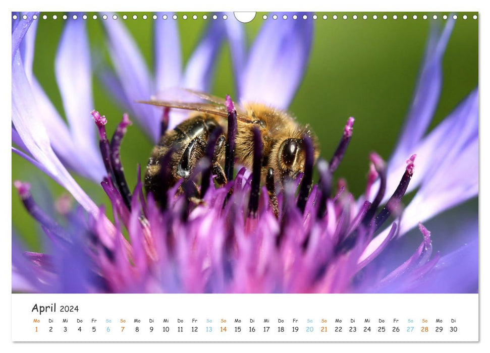 Bee Beautiful - Le monde fantastique des abeilles (Calendrier mural CALVENDO 2024) 