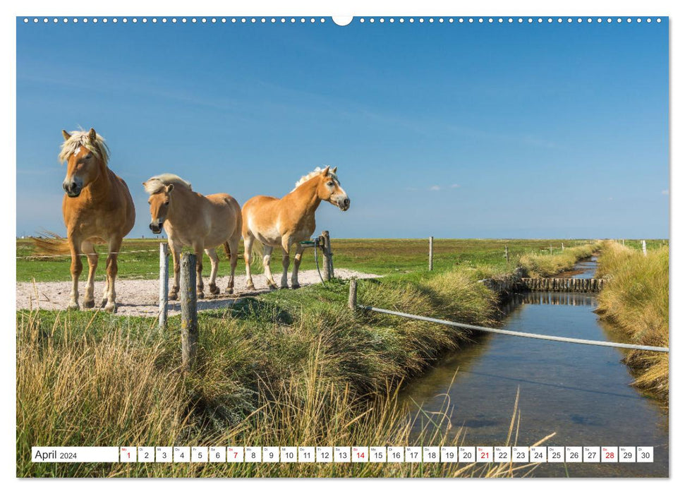 Schleswig-Holstein (Calendrier mural CALVENDO Premium 2024) 