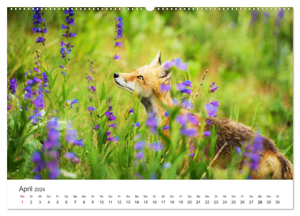 Flinke Füchse (CALVENDO Premium Wandkalender 2024)
