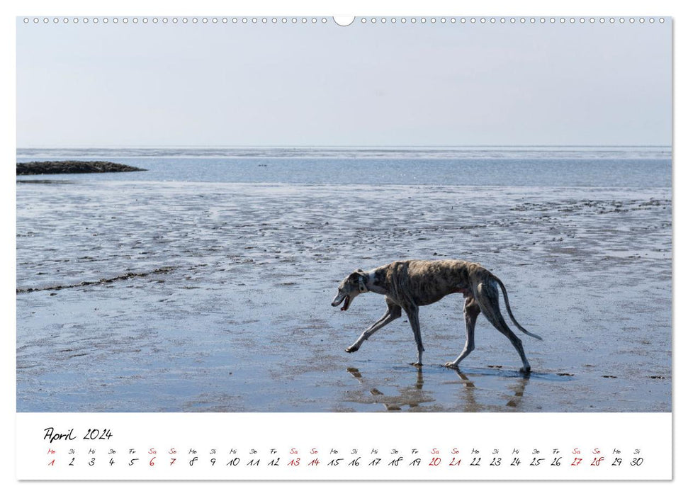 Hunde an der Nordsee (CALVENDO Premium Wandkalender 2024)