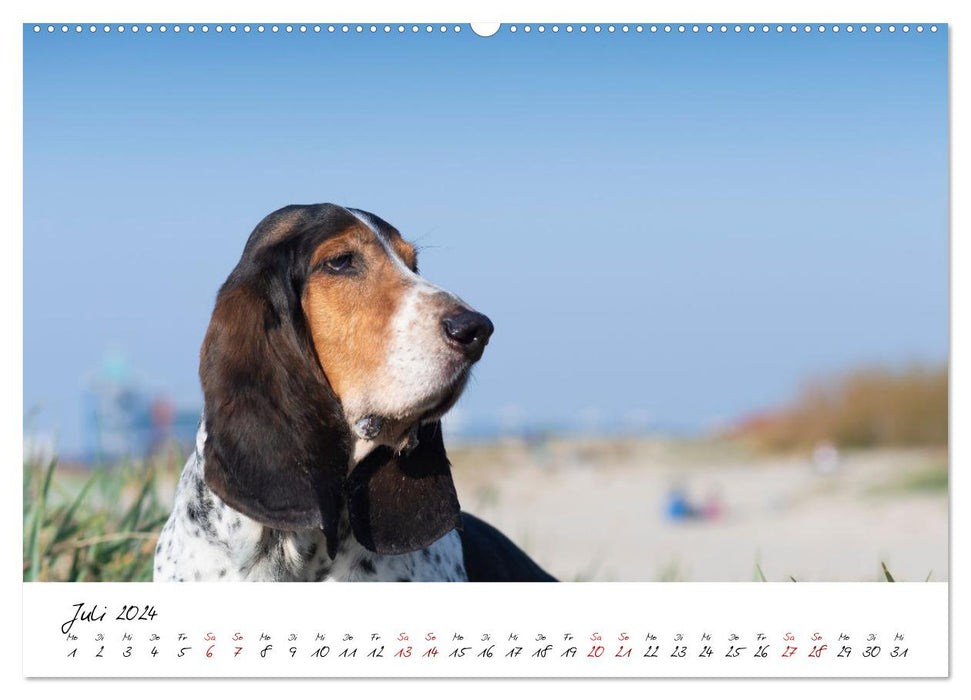 Hunde an der Nordsee (CALVENDO Premium Wandkalender 2024)