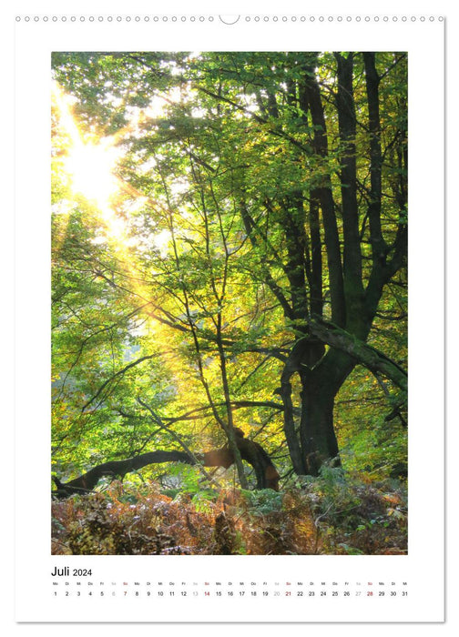 Mein Sehnsuchtsort, der Wald (CALVENDO Premium Wandkalender 2024)