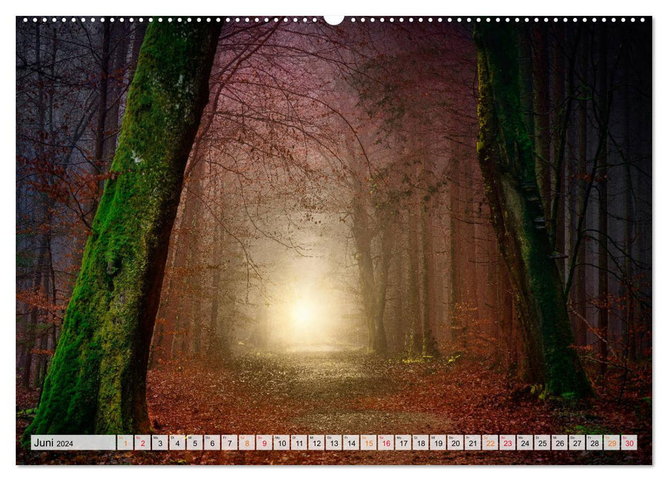 Wald - mystische Spaziergänge (CALVENDO Wandkalender 2024)