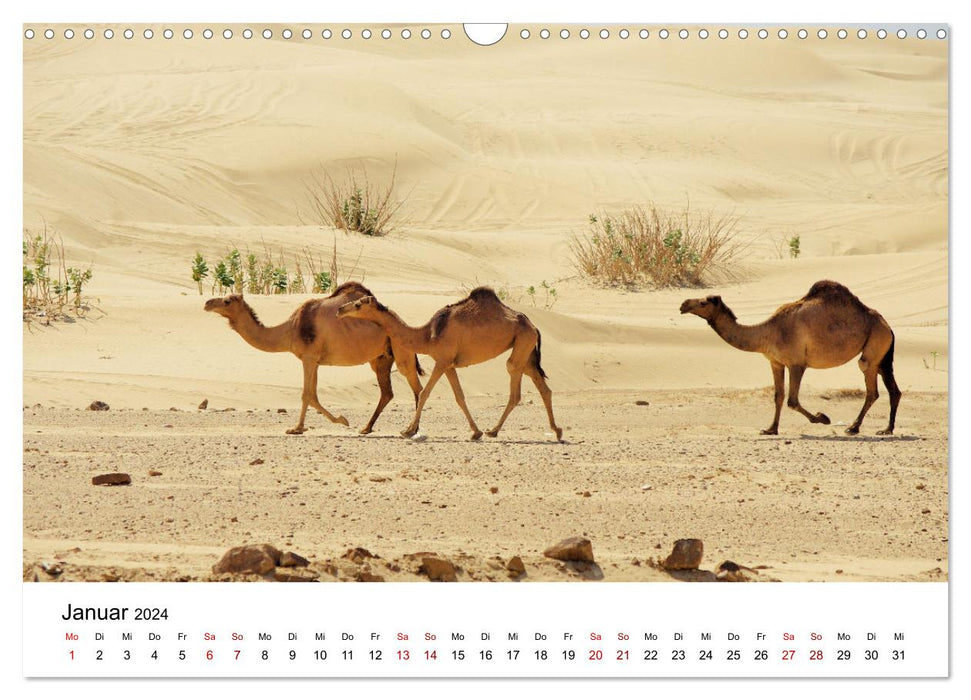 KAMELE... eine Reise durch den Oman. (CALVENDO Wandkalender 2024)