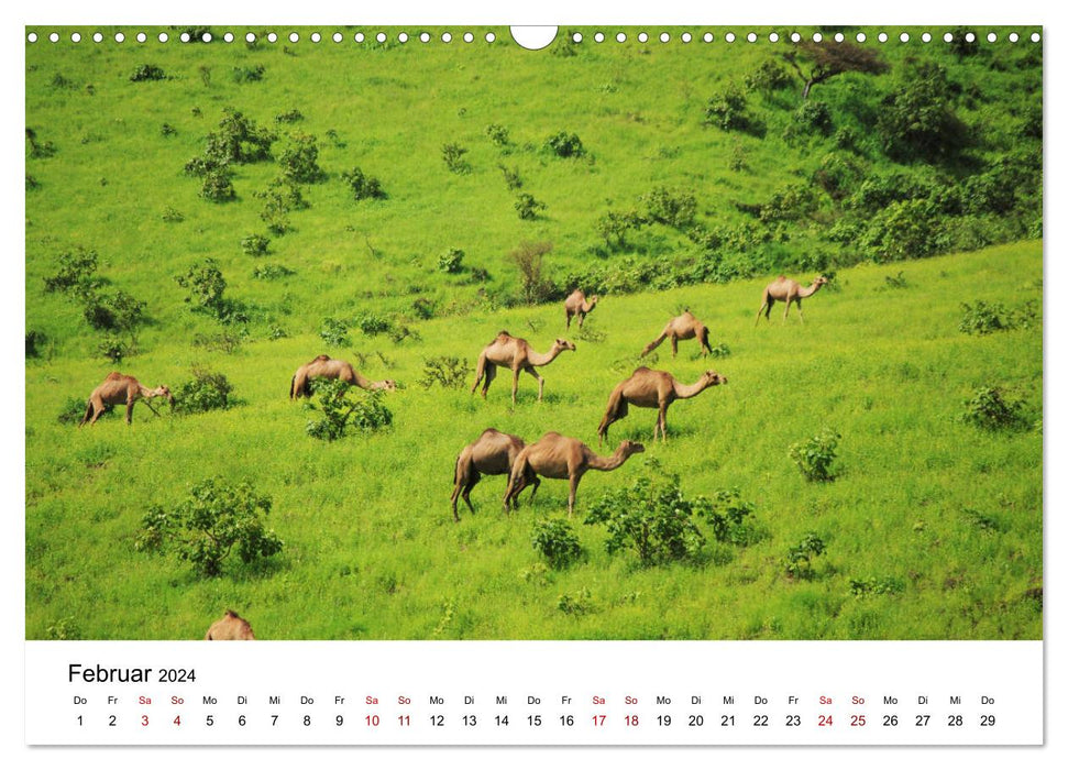 KAMELE... eine Reise durch den Oman. (CALVENDO Wandkalender 2024)