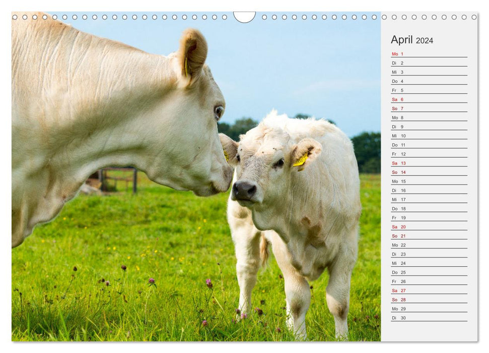 Die Kuh macht Muuuh! (CALVENDO Wandkalender 2024)