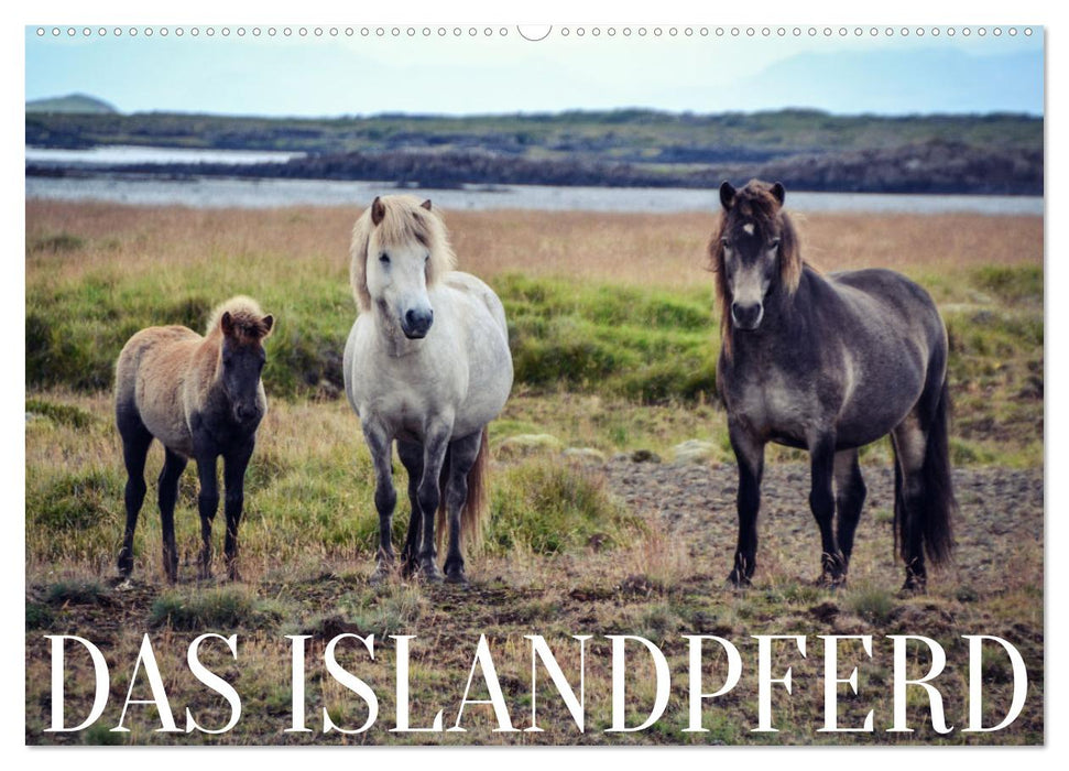 Das Islandpferd (CALVENDO Wandkalender 2024)