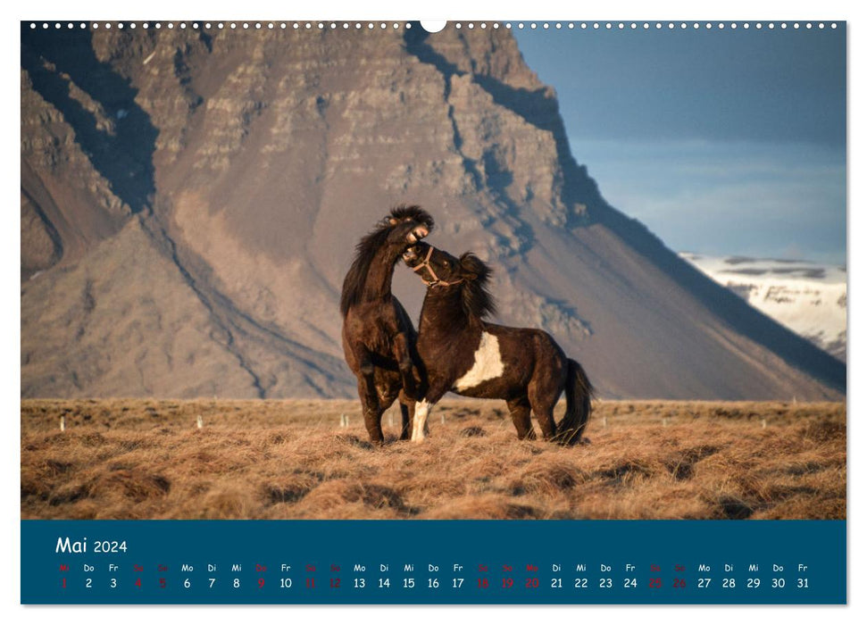 Das Islandpferd (CALVENDO Wandkalender 2024)