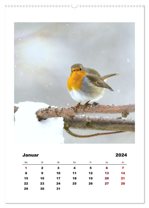 Rotkehlchen, süße kleine Knutschkugeln (CALVENDO Wandkalender 2024)