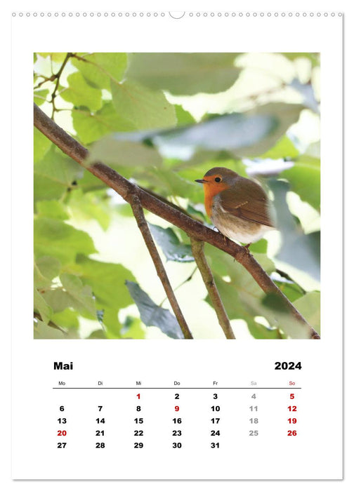 Rotkehlchen, süße kleine Knutschkugeln (CALVENDO Wandkalender 2024)